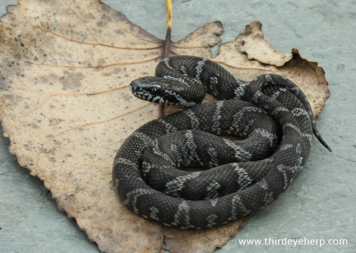 Melanistic Russian Rat Snake